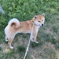 柴犬の女の子　1歳8ヶ月