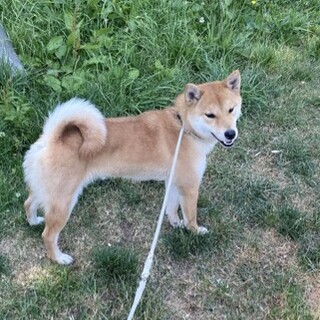 柴犬の女の子　1歳8ヶ月