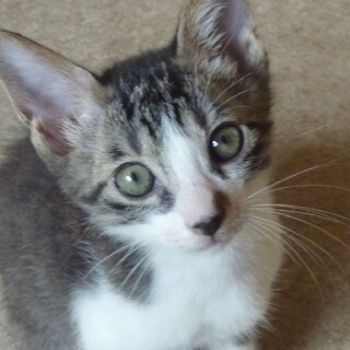 白キジ、ハチワレの男の子