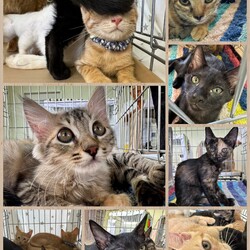 はしもとさくら猫の会　和歌にゃんず　譲渡会 サムネイル2