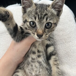 至急里親募集しています。