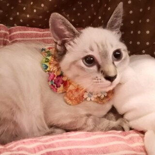 子猫里親募集！