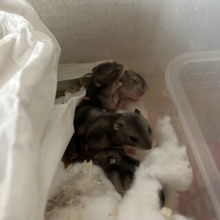 赤ちゃんジャンガリアン