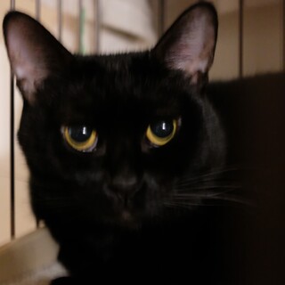 人慣れ訓練中★ふっくら黒猫の女の子のゆめちゃん★