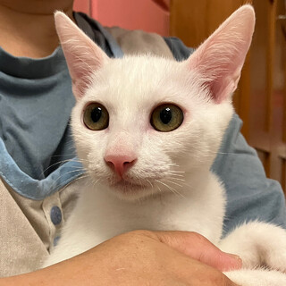 【8/20譲渡会】アメくん