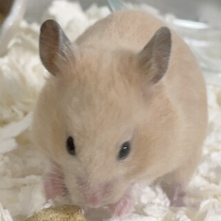 【急募】生後1ヶ月半　キンクマハムスター