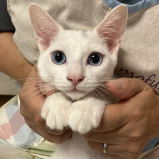 【8/20譲渡会】ニコちゃん