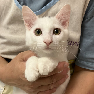 【8/20譲渡会】ニカくん