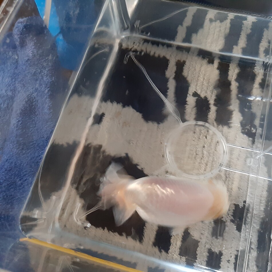 くるくるのカバー写真