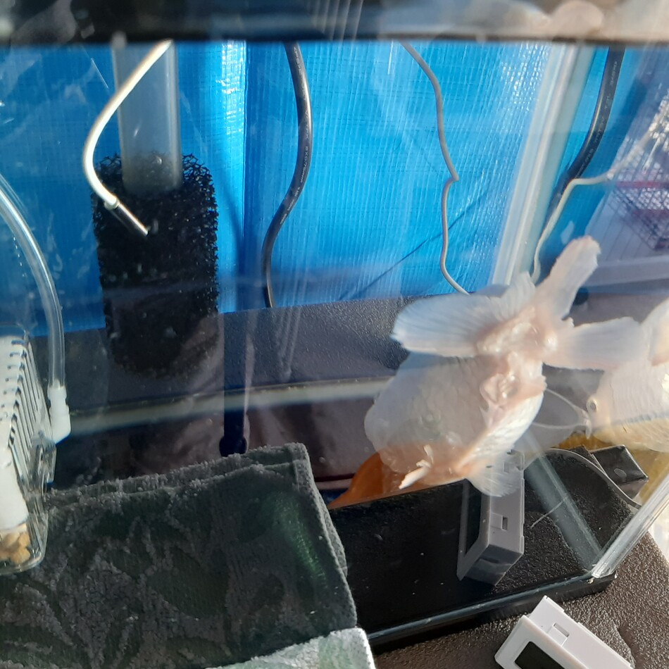 サカサのカバー写真