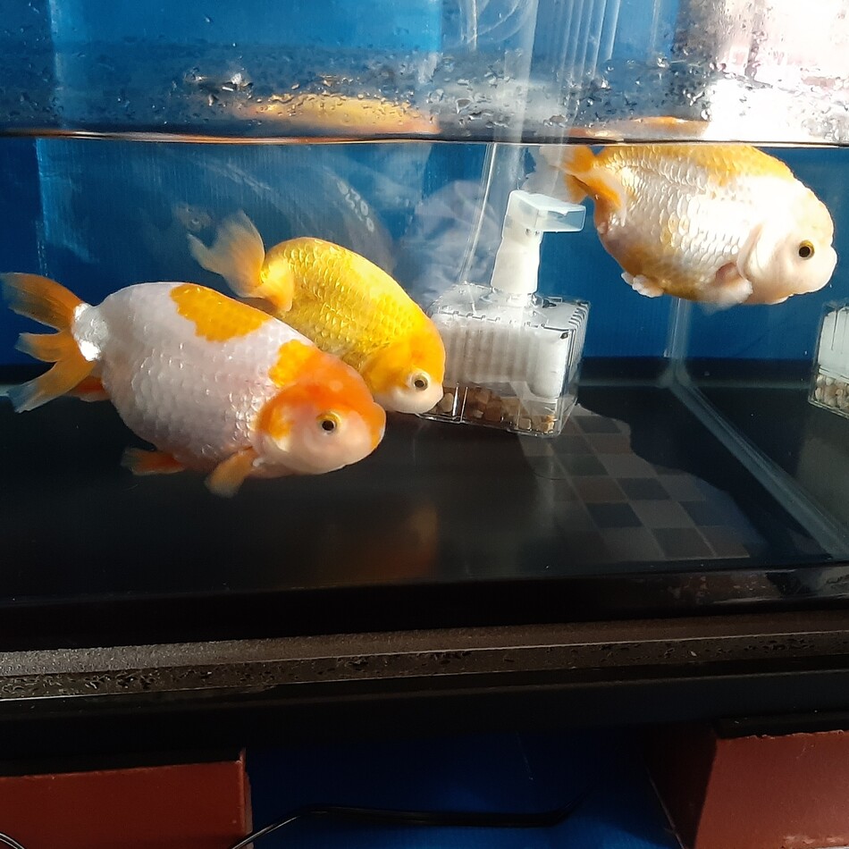 はっさくのカバー写真