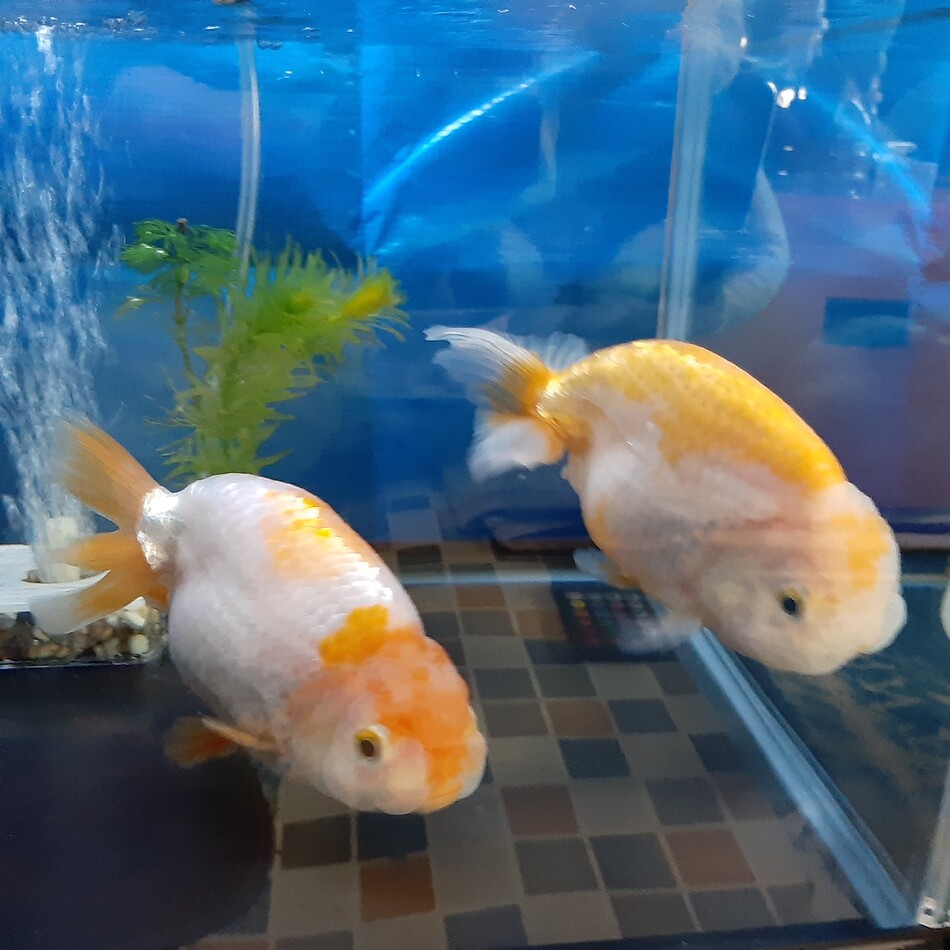 ツートンのカバー写真