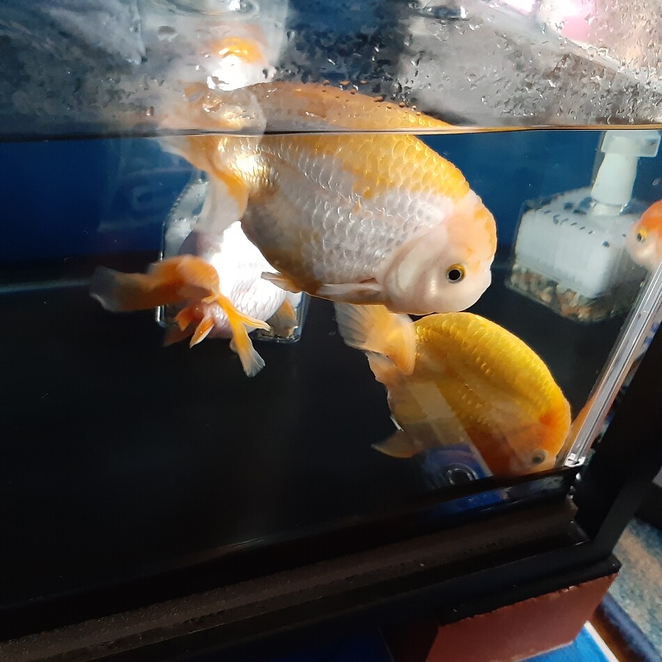 しらぬいのカバー写真