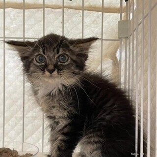 スリゴロ　マルちゃん