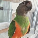 セネガルパロット2歳の里親募集