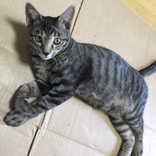 道の真ん中で逃げなかった子です