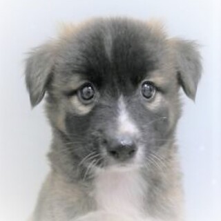 5-4-37◆可愛い子犬◆家族に迎えませんか？