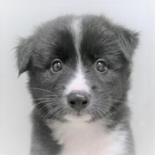 5-4-38◆可愛い子犬◆家族に迎えませんか？