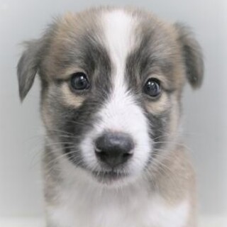 5-4-39◆可愛い子犬◆家族に迎えませんか？