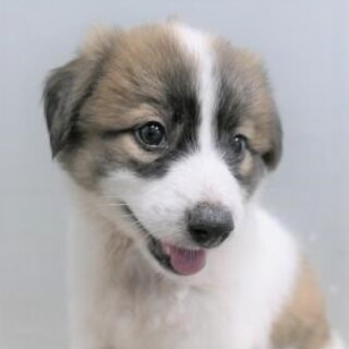 5-4-40◆可愛い子犬◆家族に迎えませんか？