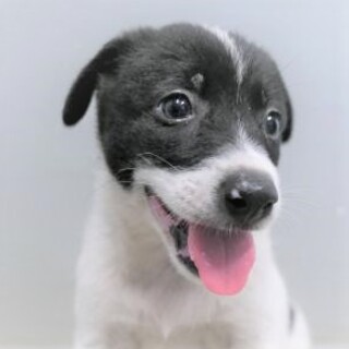 5-4-41◆可愛い子犬◆家族に迎えませんか？