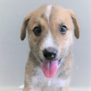 5-4-42◆可愛い子犬◆家族に迎えませんか？