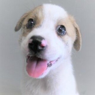 5-4-43◆可愛い子犬◆家族に迎えませんか？