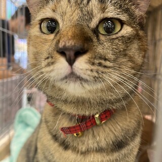 11/19津田沼ෆ⃛食いしん坊猫ෆ⃛ここちゃん