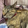 11/19津田沼ෆ⃛食いしん坊猫ෆ⃛ここちゃん サムネイル2