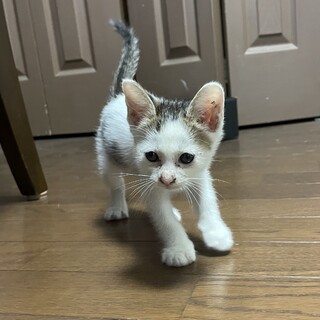 子猫オスを保護してます
