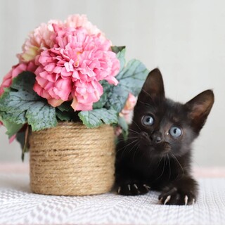 エレナ♥しあわせにゃんこになりました