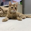 【我が家にお迎え】寛容なお兄ちゃん  だいちゃん