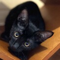 【ナツオ】おかげさまで里親が決まりました