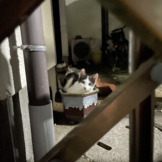 ダルメシアン柄のちび猫ちゃん