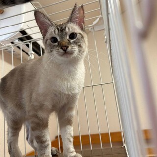 10/8さいたま市桜区譲渡会参加　ソフィ