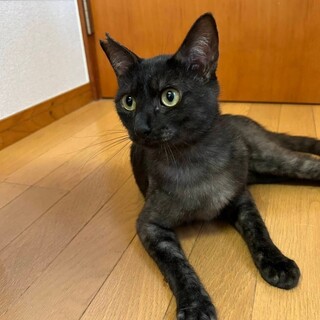 10/8さいたま市桜区譲渡会参加　ぐっさん