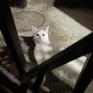 タレ目で甘えん坊な白の男の子