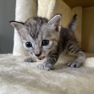 【兄弟譲渡】サバトラ