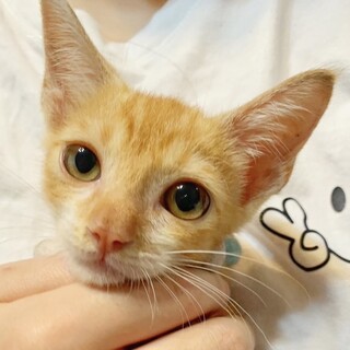 ④ライン　オス　茶白　2ヶ月　元気　甘えん坊