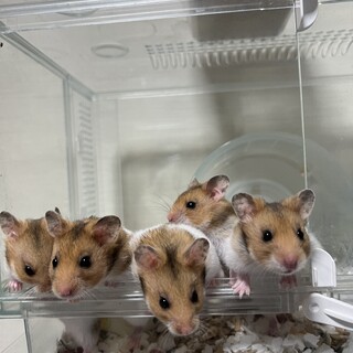 人馴れして元気なゴールデンハムスターです