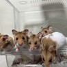 人馴れして元気なゴールデンハムスターです サムネイル2
