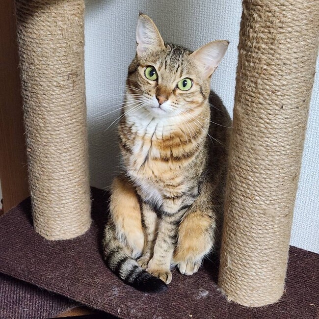 ゆ  りのカバー写真