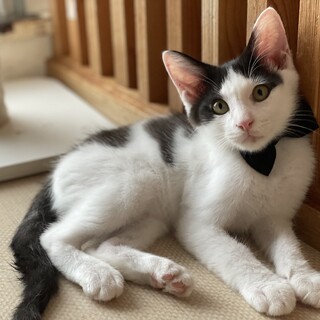 ★ころころ★べーた★ふくふく