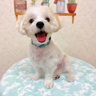 ※再募集　マルチーズ男の子 #多頭飼育崩壊 
