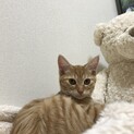 【我が家にお迎え】ふわふわ茶トラ女子　みかちゃん