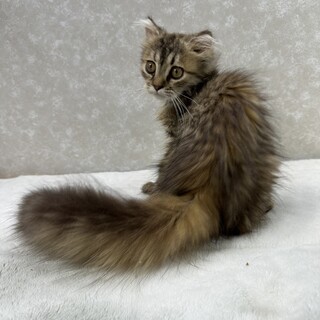 長毛好き必見！飼うと分かる性格のよさ❤ふわり