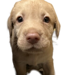 ❣️家族がきまりました❣️