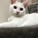 【里親決定】もっちり脱力系男子　かぶくん