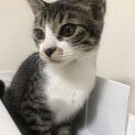 【我が家にお迎え】愛嬌がすごい！おそばちゃん