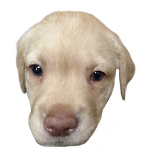 ❣️家族がきまりました❣️